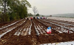 苍术人工种植技术视频要点有哪些？