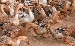 下蛋鸭品种有哪些？