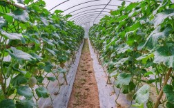 早春黄瓜大棚种植技术要点有哪些？