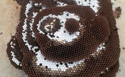 广西有哪些胡蜂品种？