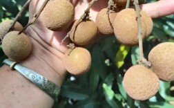 龙眼早熟品种有哪些？