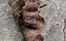 七叶一枝花最新价格多少钱一斤？