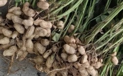 夏播花生品种有哪些？