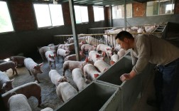 山猪养殖技术视频有哪些要点？