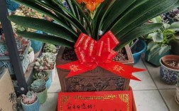 君子兰哪个品种价格高