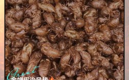 金蝉皮价格究竟多少钱一斤？