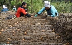 猪苓塑料大棚种植技术