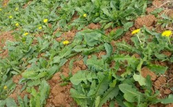 蒲公英品种有哪些？附图片对比。