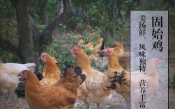 河南种鸡养殖技术哪家好？选对技术关键点是什么？