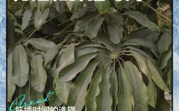 鸭脚木怎么扦插？图解步骤看这里！