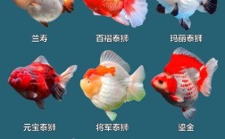 什么品种小金鱼最适合新手饲养？