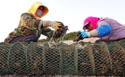 网笼养殖牡蛎技术要点有哪些？