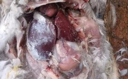 2025年朗德鹅价格