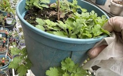 菊花套盆技术，视频讲解重点在哪？