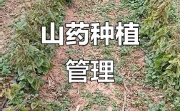 野生山药如何实现高产栽培？