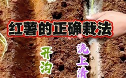 红薯怎样发苗种植技术