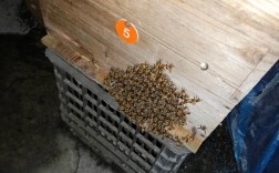 蜜蜂养殖成本与技术关键点有哪些？