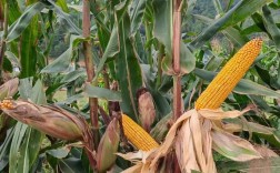 高产玉米品种具体有哪些？