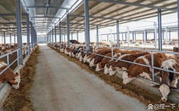 肉牛成母牛饲养管理关键技术有哪些？