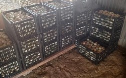 周口今日鸭蛋价格多少钱一斤？