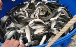 广西官垌草鱼养殖技术有何秘诀？