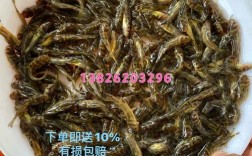 杂交黄颡鱼苗繁育技术要点有哪些？