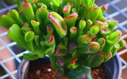 吸财树有夏季品种吗？