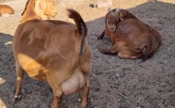 波尔山羊养殖技术有哪些关键要点？