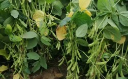 大豆高产栽培技术视频，如何实现高效种植？