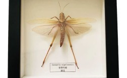 蝗虫价格2025走势