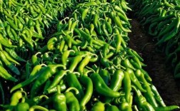 辣椒大田种植技术有哪些关键点？