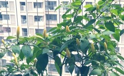 辣椒种植关键技术有哪些？