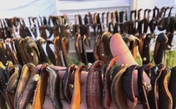 哪种水蛭养殖品种效益最高？