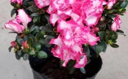 西洋杜鹃哪些品种最值得种？