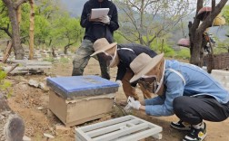 养马蜂致富技术视频靠谱吗？