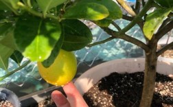 柠檬养殖技术视频全集有哪些要点？