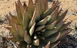 国外观赏芦荟品种有哪些？