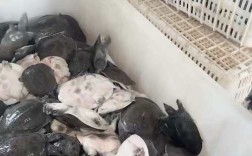 温室大棚养殖甲鱼技术有哪些关键要点？