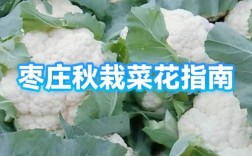 秋季菜花怎么种？视频教你关键技术！
