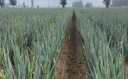 今日保定大葱价格多少钱一斤？