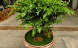 小叶紫檀种植技术有哪些关键点？