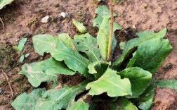 福建蒲公英是什么品种