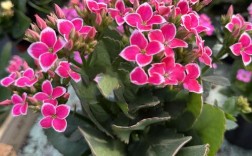 单层长寿花品种到底有多少种？