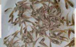 珍珠龙胆鱼苗如何高效孵化？