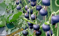 南瓜种植视频怎么管？技术要点有哪些？