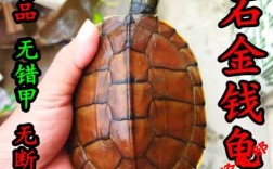 2025年石龟价格会涨还是跌？