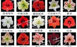 朱顶红品种名与图片如何对应？