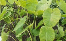 家庭种植芋头选什么品种好？