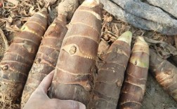 芋头各种品种图片大全