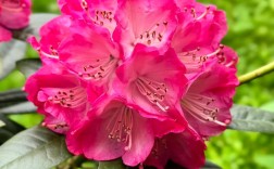 杜鹃花有哪些常见品种及图片？